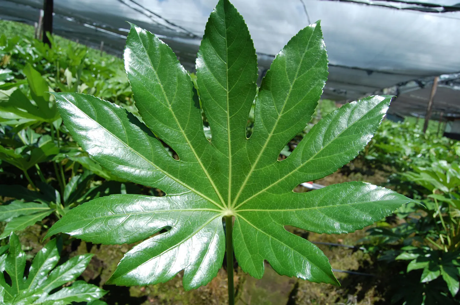 Japanese Aralia (Fatsia Japonica) — commonly known as the Japanese Aralia