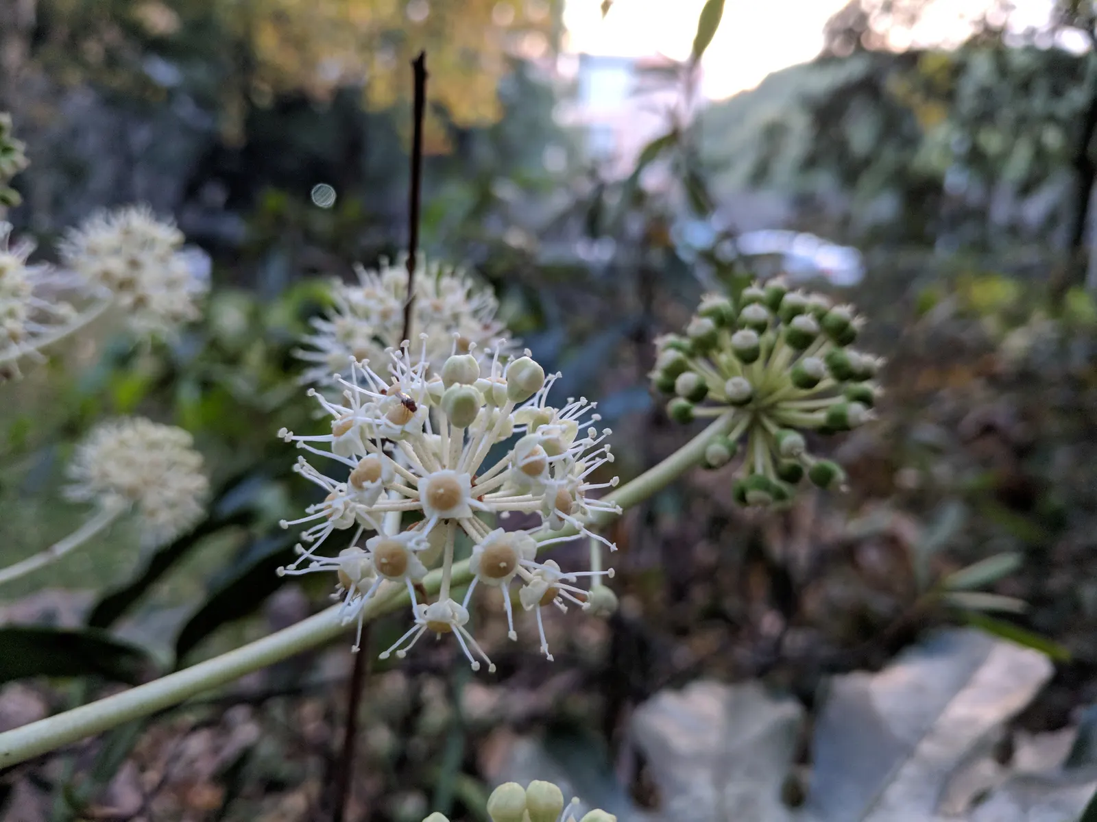 Japanese Aralia (Fatsia Japonica) — shrub with white blooms; these leaves extend from the plant on sturdy stems