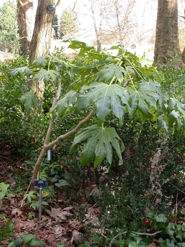 Japanese Aralia (Fatsia Japonica) — with lobes that give them a hand-like appearance; tropical flair to temperate regions