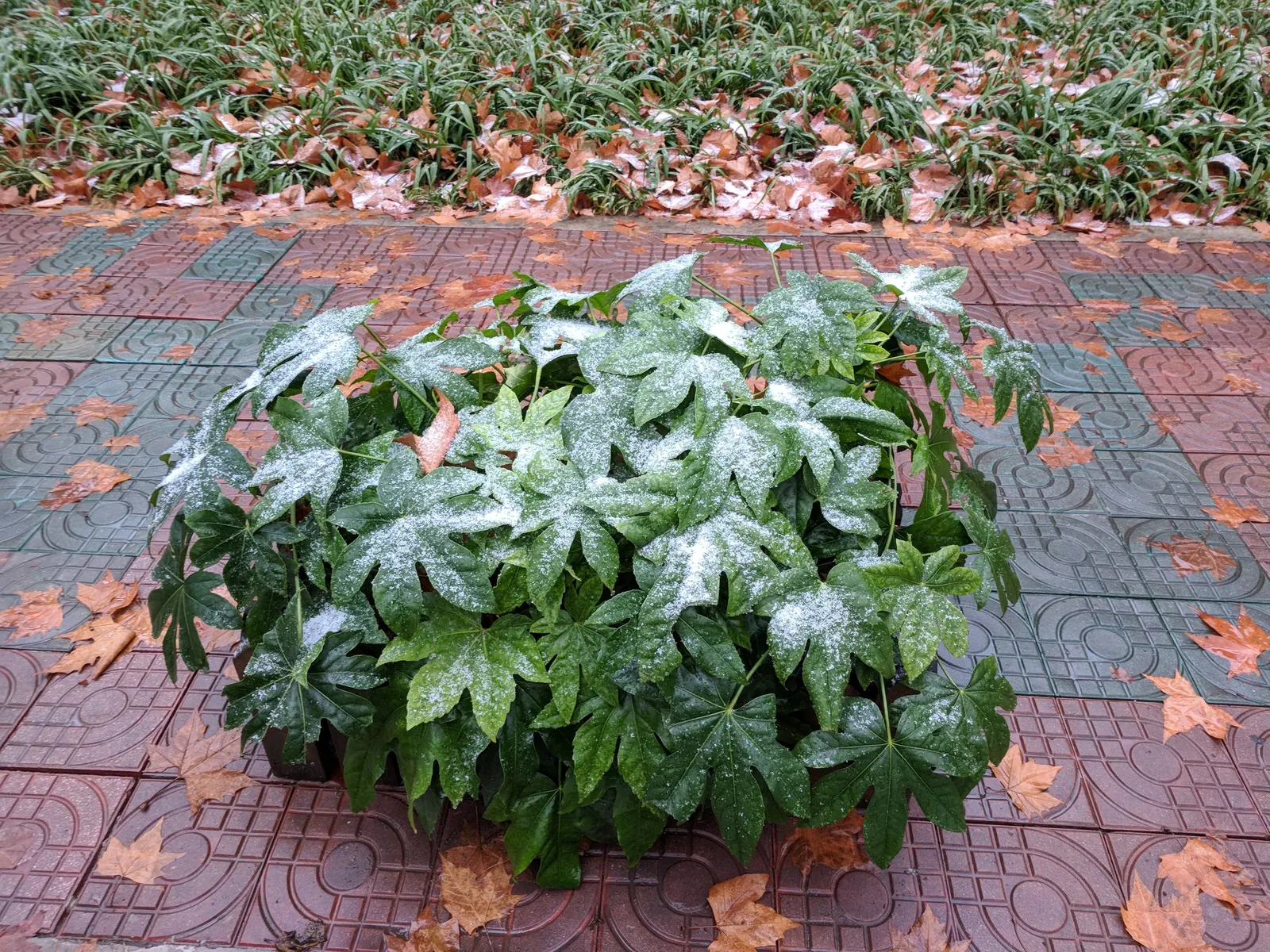 Japanese Aralia (Fatsia Japonica) — Fatsia japonica requires minimal pruning; only to remove any damaged or wayward growth; as it can thrive in, image 139
