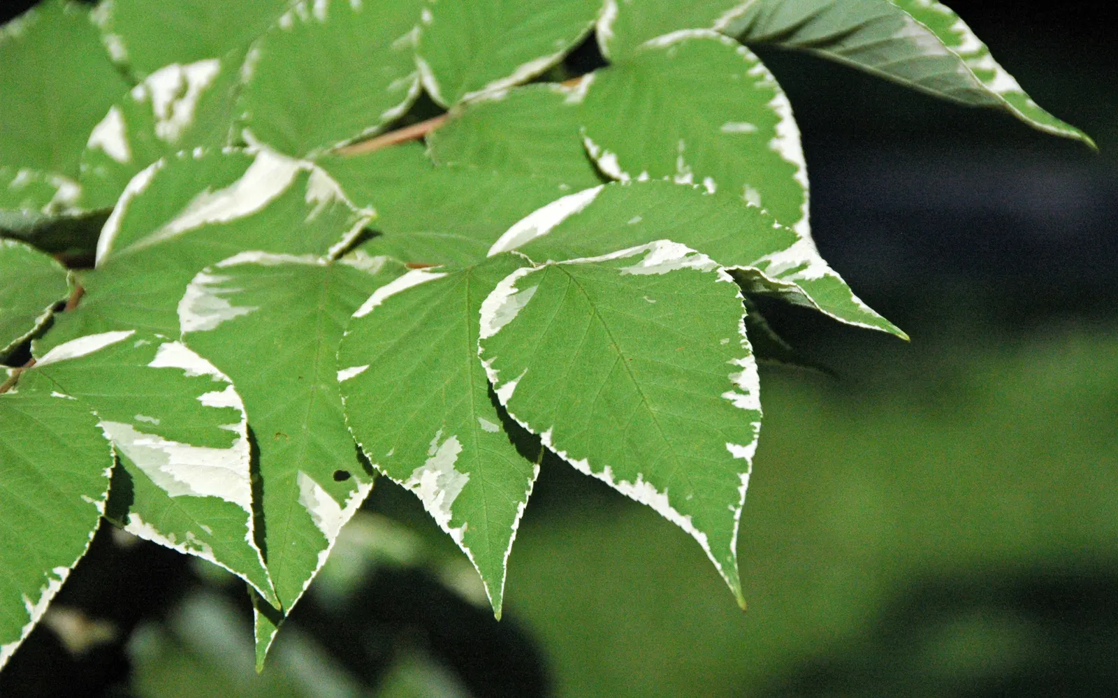Japanese Aralia (Fatsia Japonica) — shrub for deep shade or half or shade; it is also suitable for container planting, which makes it a versatile choice for