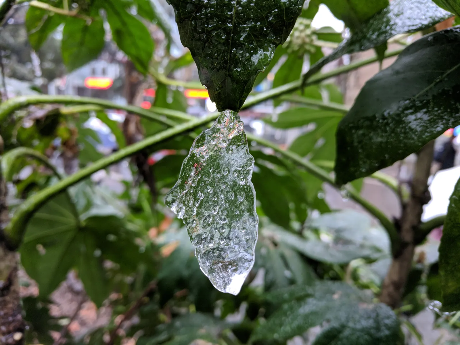 Japanese Aralia (Fatsia Japonica) — It should be watered regularly to maintain evenly moist soil but without waterlogging; fatsia japonica thrives in a