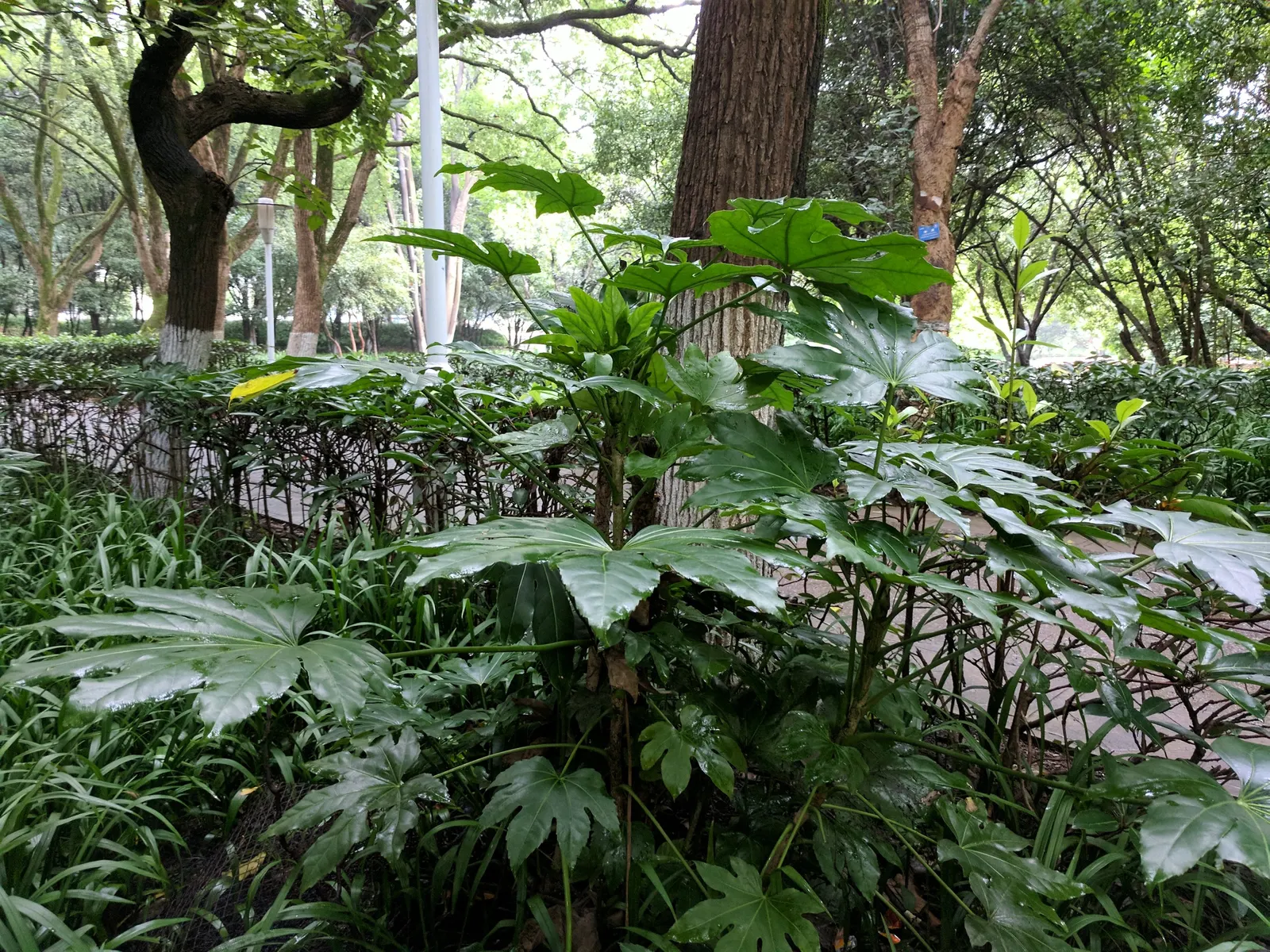 Japanese Aralia (Fatsia Japonica) — humus-rich soil; it can tolerate some urban pollution as well.<br><br>For care; thrives in part to full shade, image 138