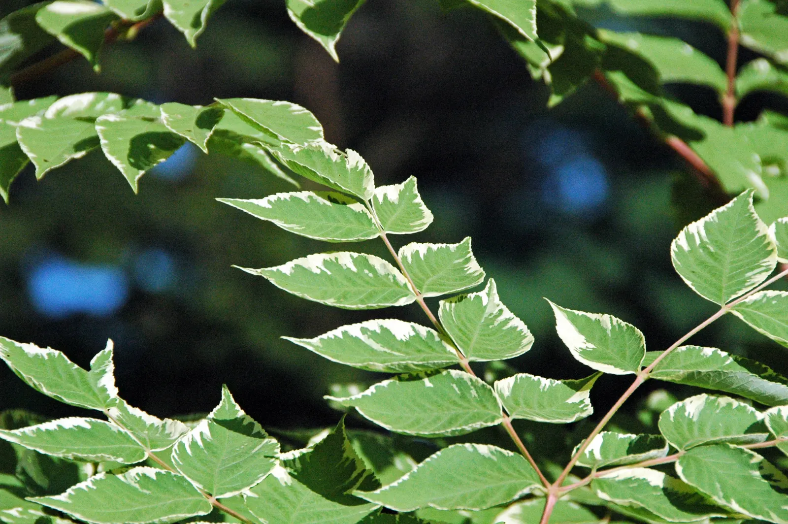 Japanese Aralia (Fatsia Japonica) — creating an architectural statement; ideally situated in part to full shade, image 109