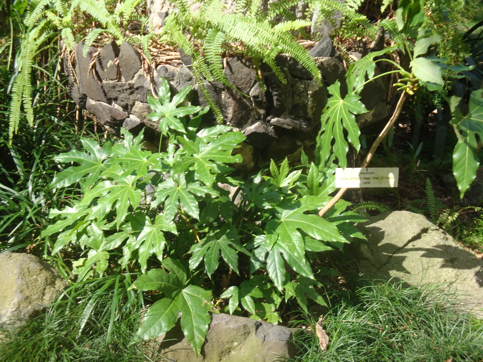 Japanese Aralia (Fatsia Japonica) — creating an architectural statement