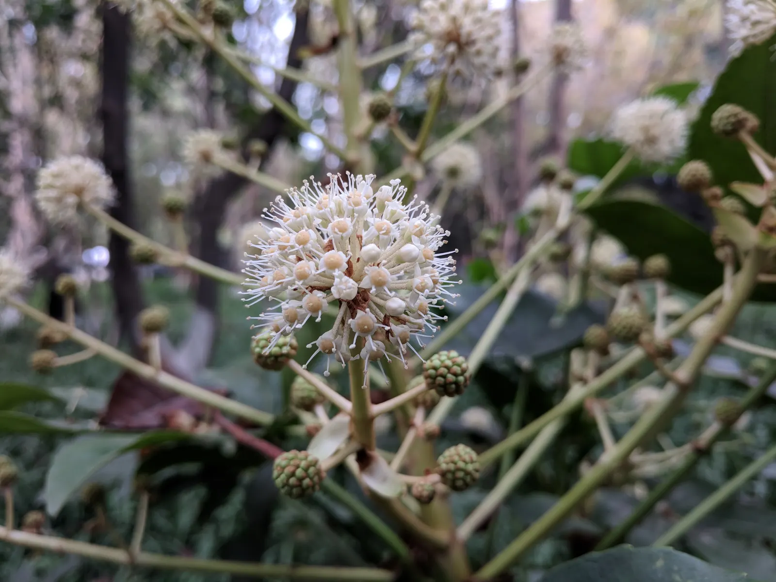 Japanese Aralia (Fatsia Japonica) — glossy leaves that can grow up to a foot in width; deeply lobed leaves up to 16 inches across and small, image 131