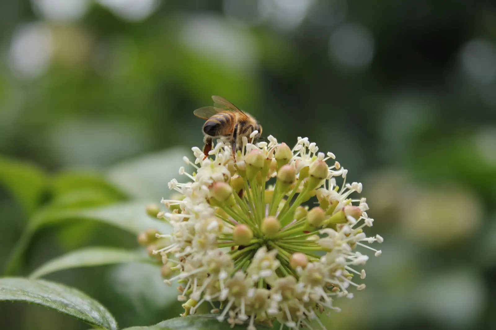 Japanese Aralia (Fatsia Japonica) — These are followed by black, non-edible berries that provide winter interest; commonly known as the Japanese, image 87