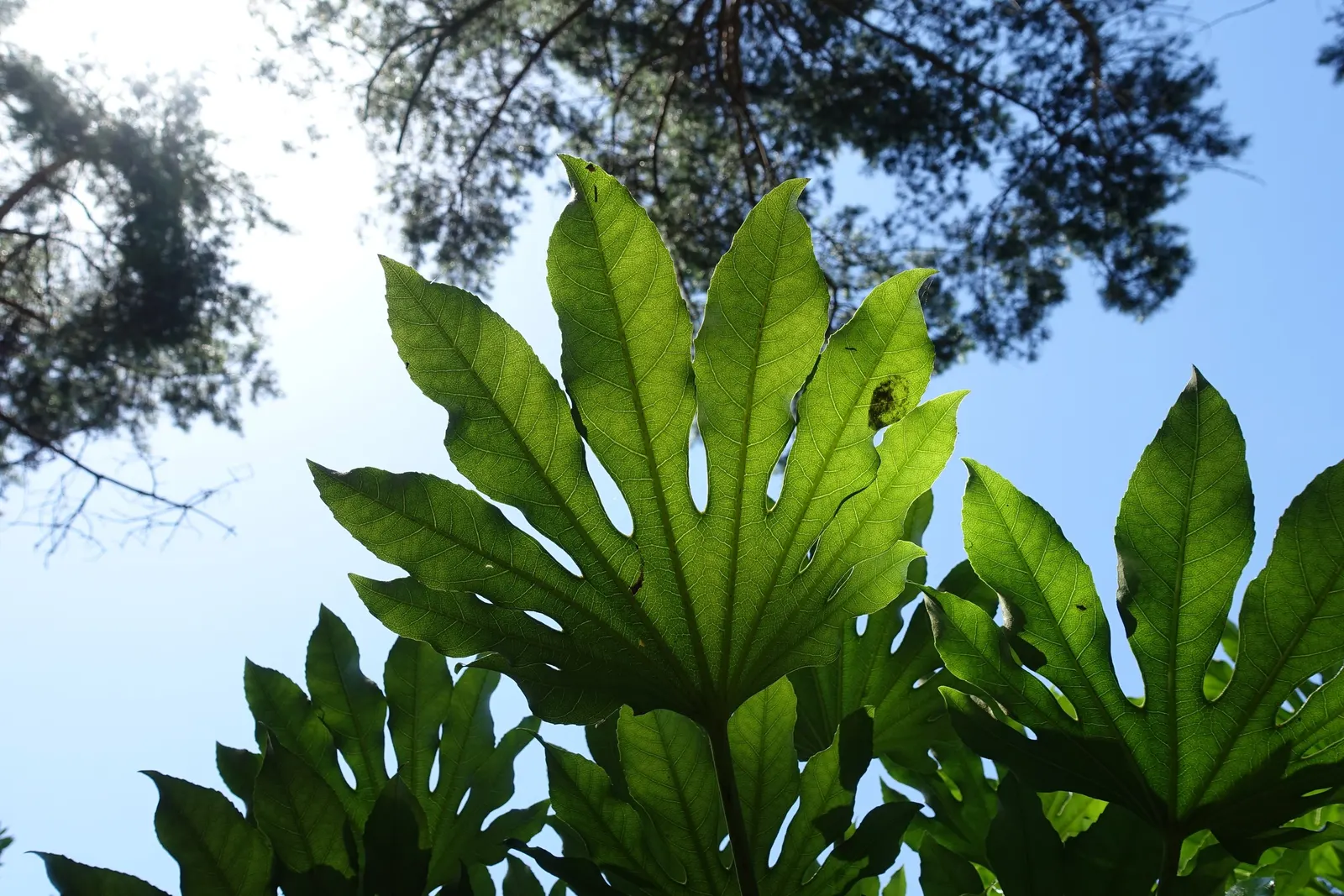 Japanese Aralia (Fatsia Japonica) — Ideally situated in part to full shade; creating an architectural statement, image 136