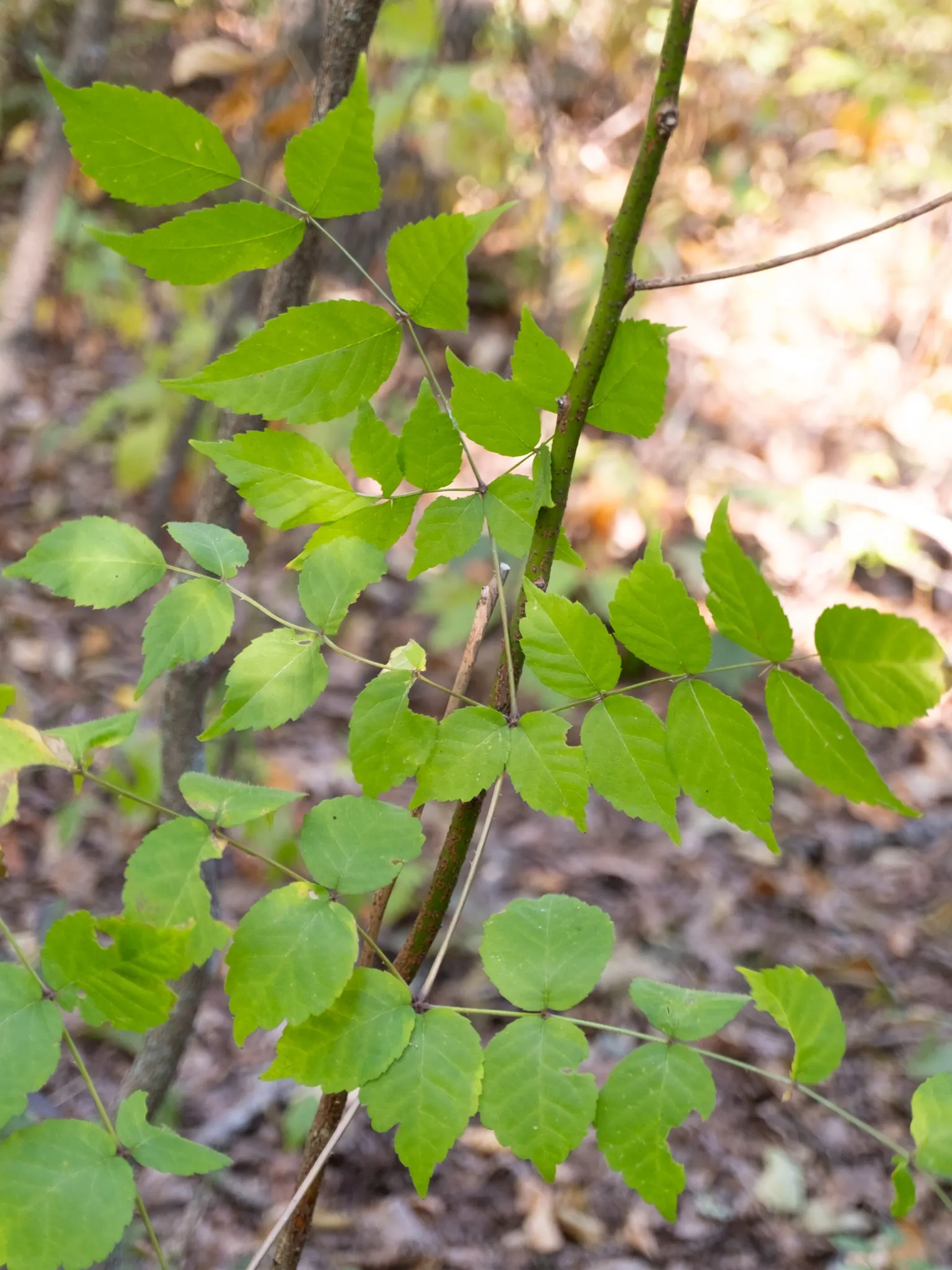 Japanese Aralia (Fatsia Japonica) — Fatsia japonica requires minimal pruning; only to remove any damaged or wayward growth; as it can thrive in USDA Zones 8 to