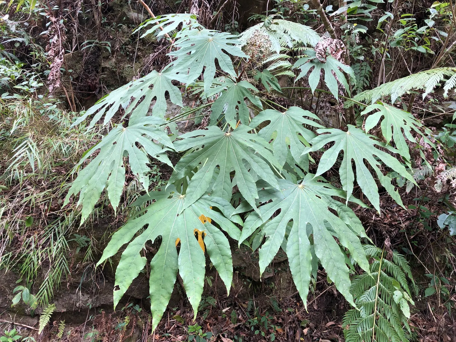 Japanese Aralia (Fatsia Japonica) — humus-rich soil; it can tolerate some urban pollution as well.<br><br>For care; thrives in part to full shade, image 90