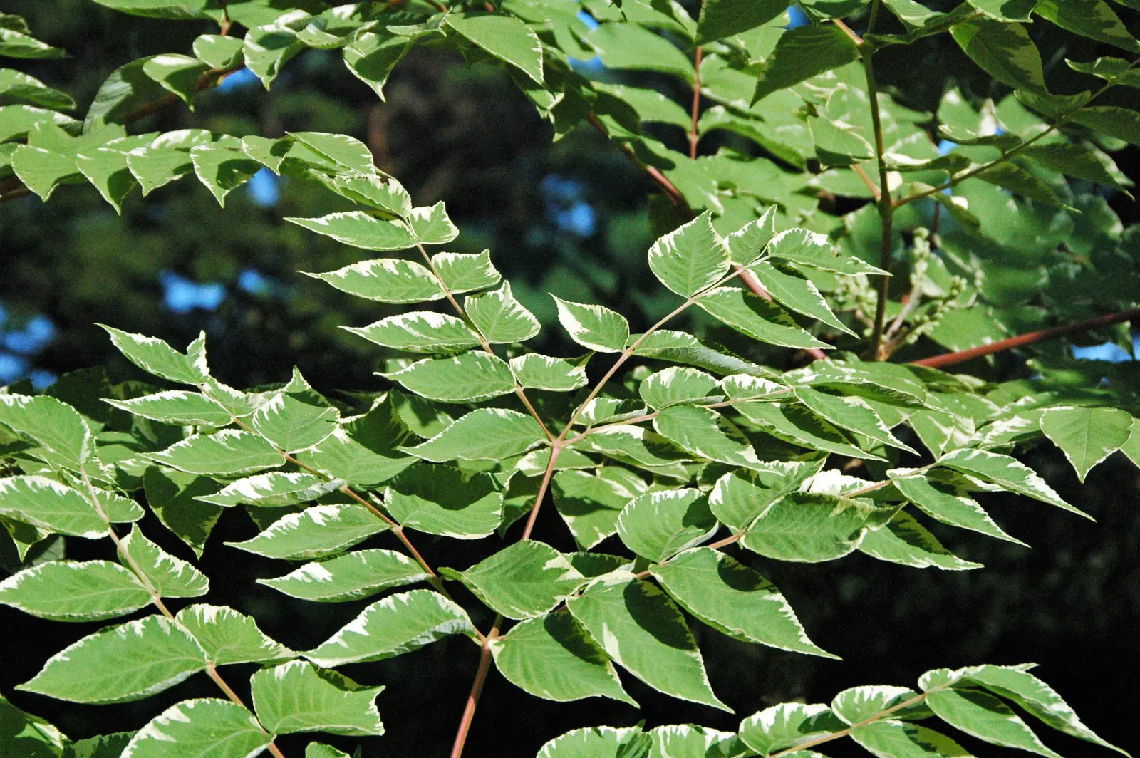 Japanese Aralia (Fatsia Japonica) — ideal for understory plantings or as a focal point in a shady garden design