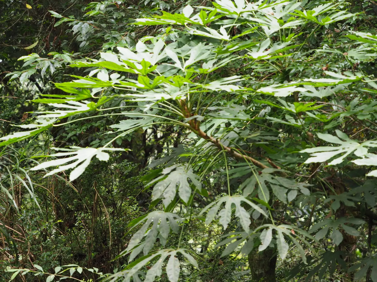 Japanese Aralia (Fatsia Japonica) — is a versatile and striking evergreen shrub native to southern Japan and South Korea; white flowers in the, image 55