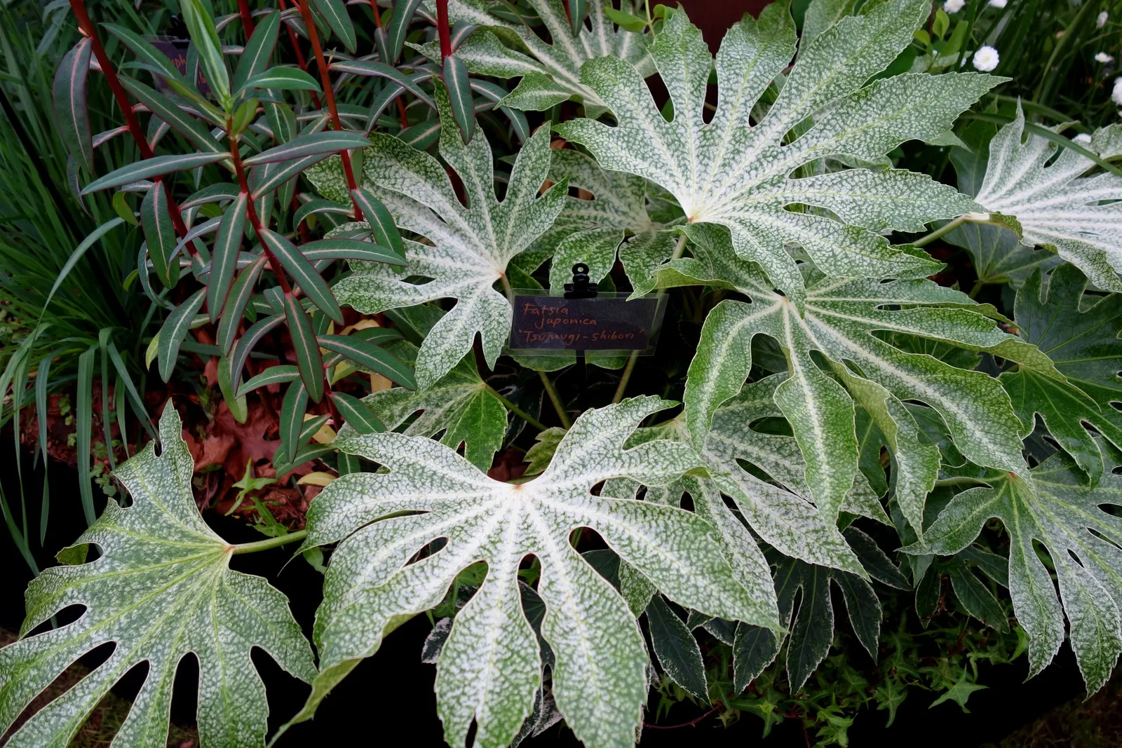 Japanese Aralia (Fatsia Japonica) — The Japanese Aralia, or Fatsia japonica, is an evergreen shrub that reaches 6 to 10 feet high and wide; its, image 73