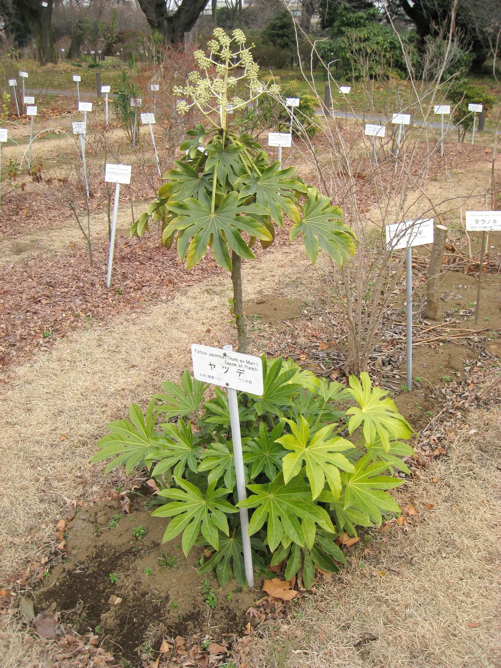 Japanese Aralia (Fatsia Japonica) — Fatsia japonica requires minimal pruning; only to remove any damaged or wayward growth; as it can thrive in, image 91