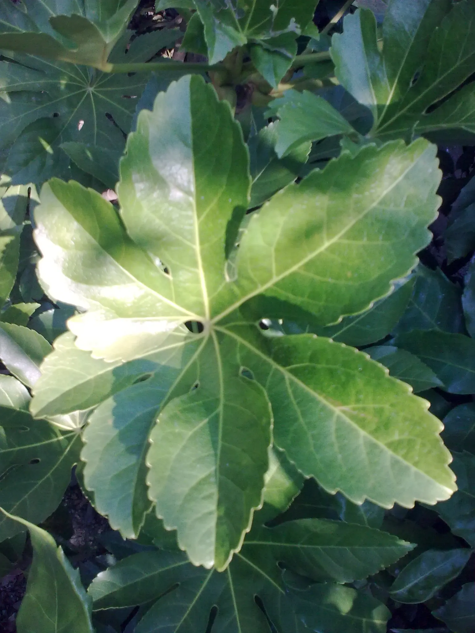 Japanese Aralia (Fatsia Japonica) — Thrives in part to full shade and well-drained soil; humus-rich soil; it can tolerate some urban pollution as, image 75