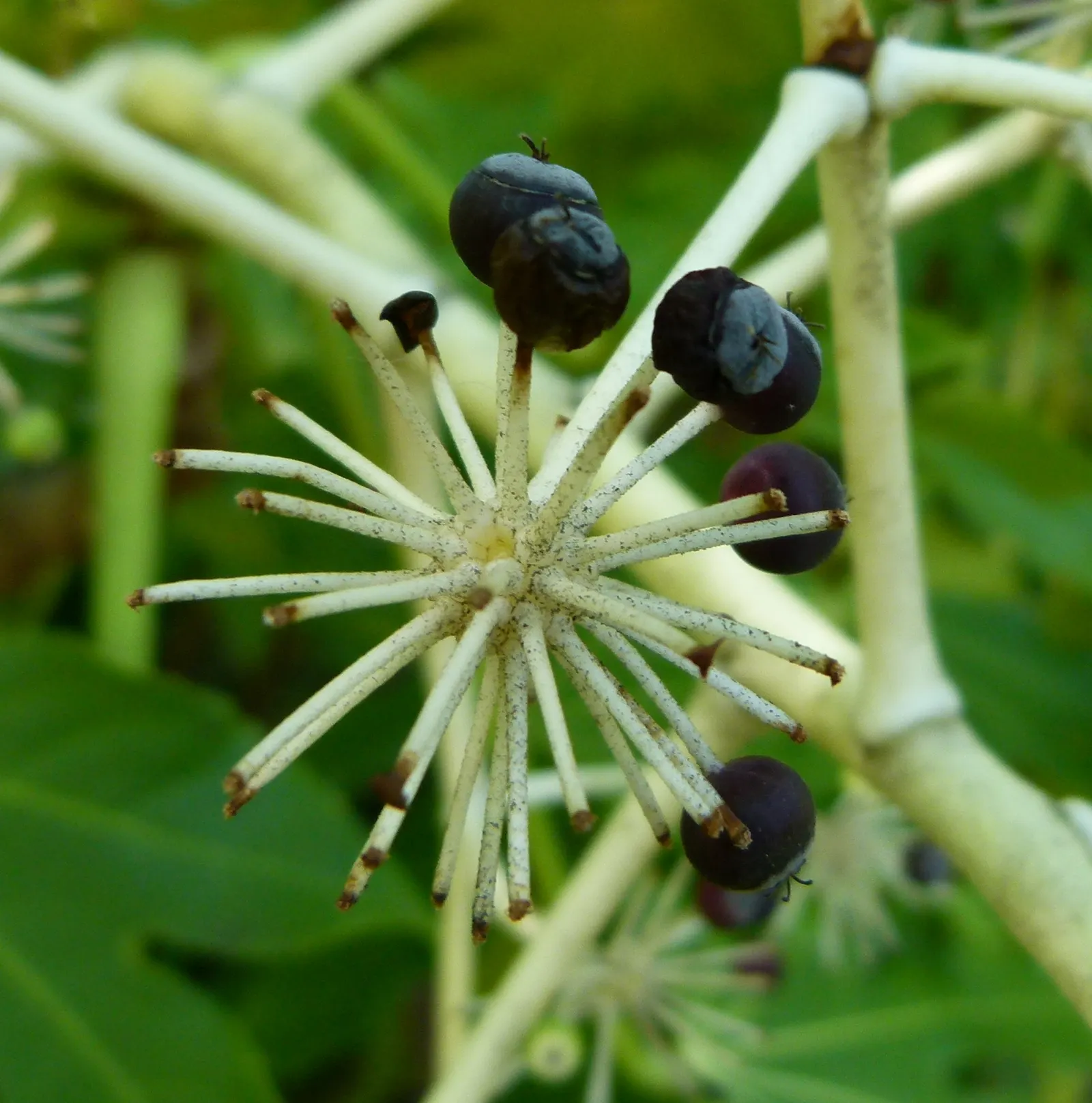 Japanese Aralia (Fatsia Japonica) — commonly known as the Japanese Aralia; these are followed by black, non-edible berries that provide winter, image 54
