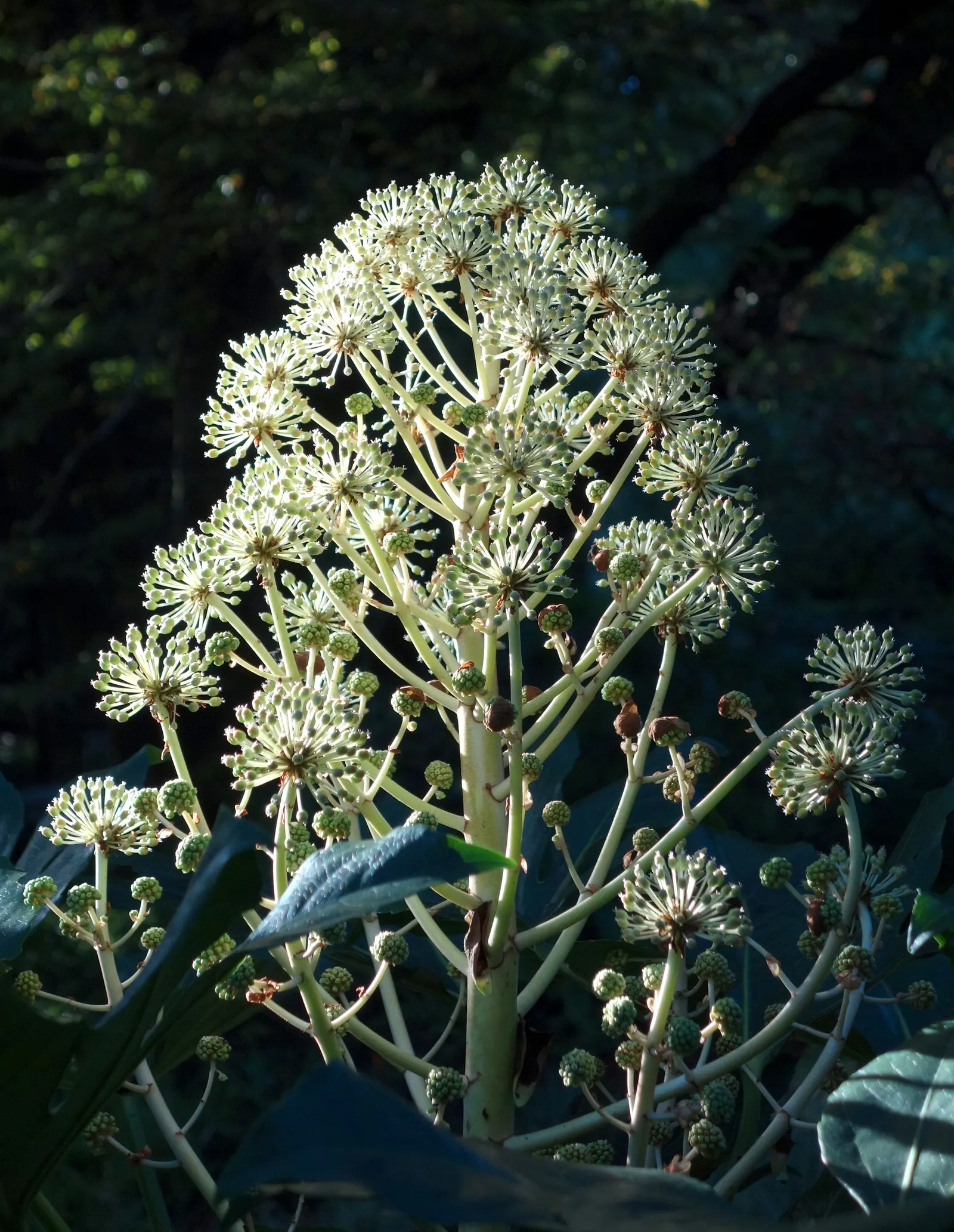 Japanese Aralia (Fatsia Japonica) — Thrives in part to full shade and well-drained soil; humus-rich soil; it can tolerate some urban pollution as