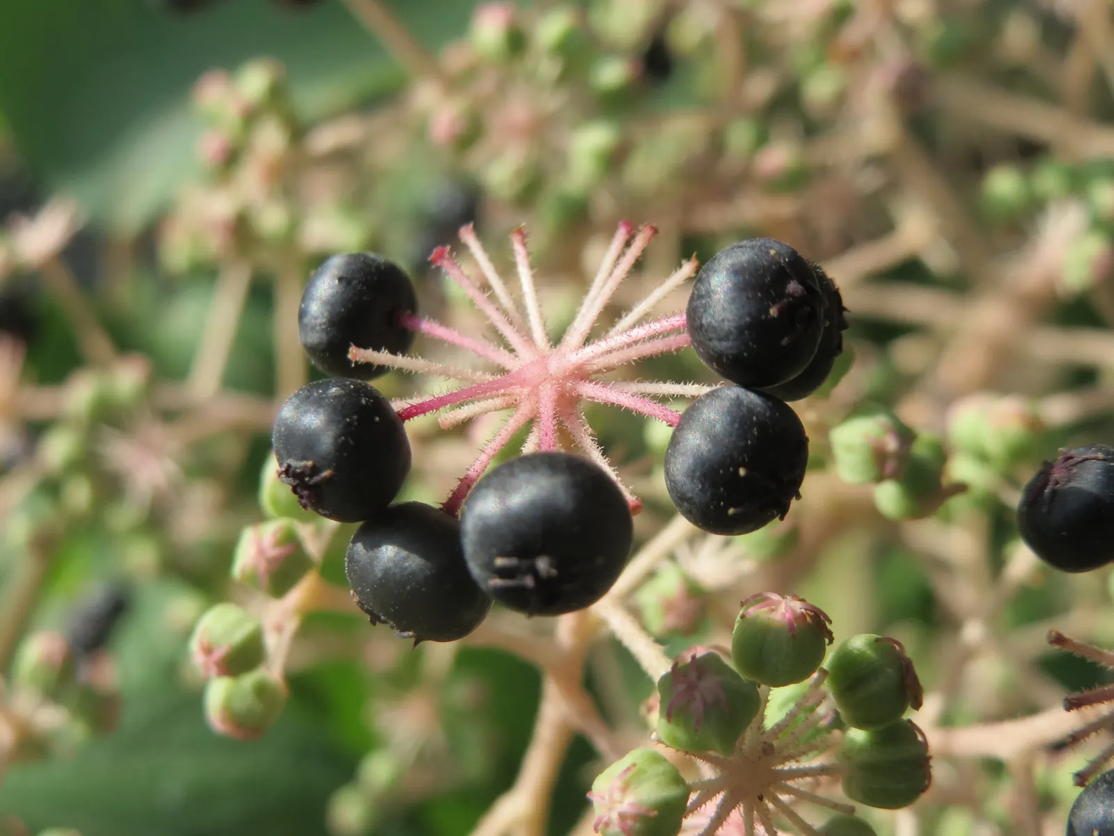 Japanese Aralia (Fatsia Japonica) — commonly known as the Japanese Aralia; these are followed by black, non-edible berries that provide winter, image 78