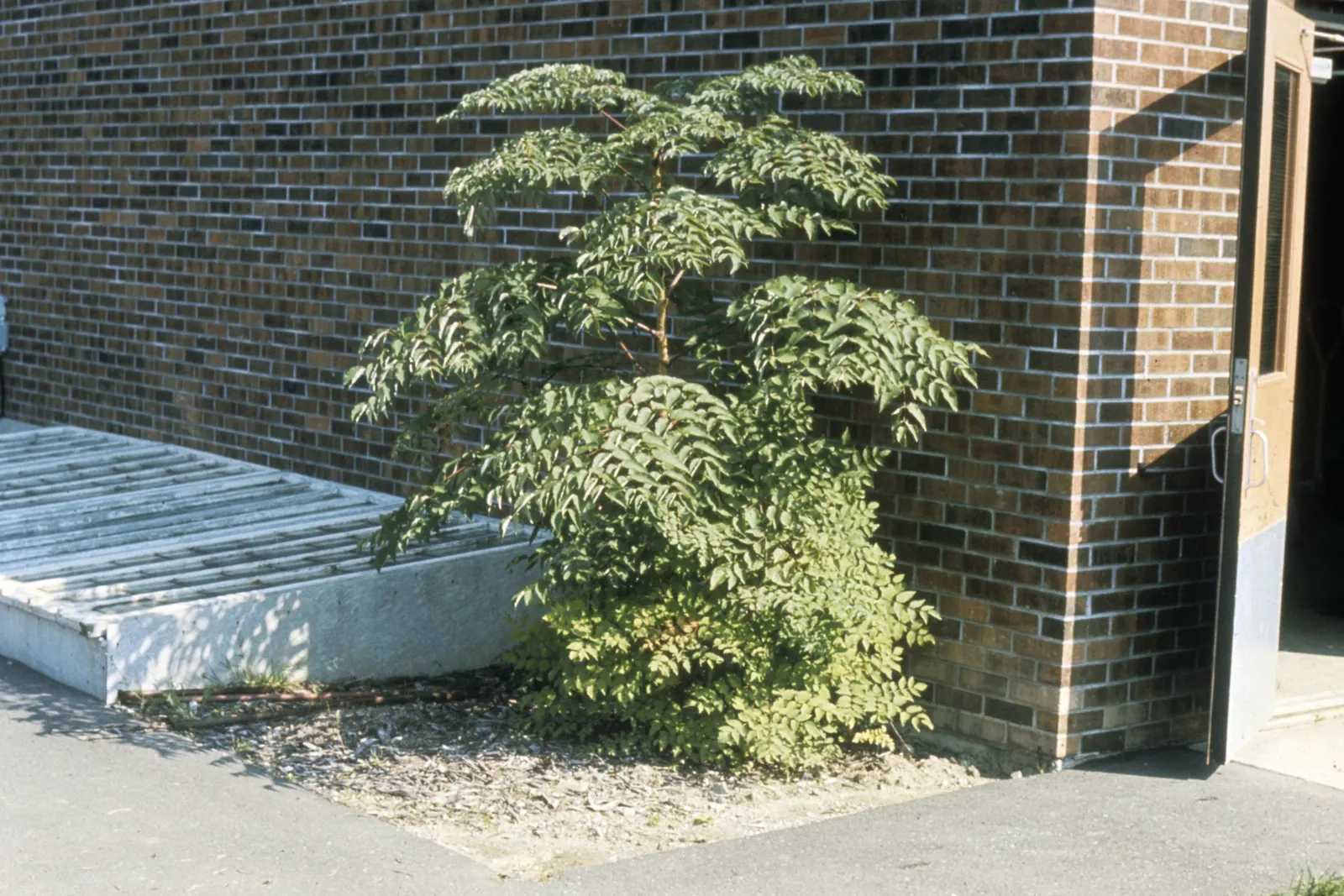 Japanese Aralia (Fatsia Japonica) — It should be watered regularly to maintain evenly moist soil but without waterlogging