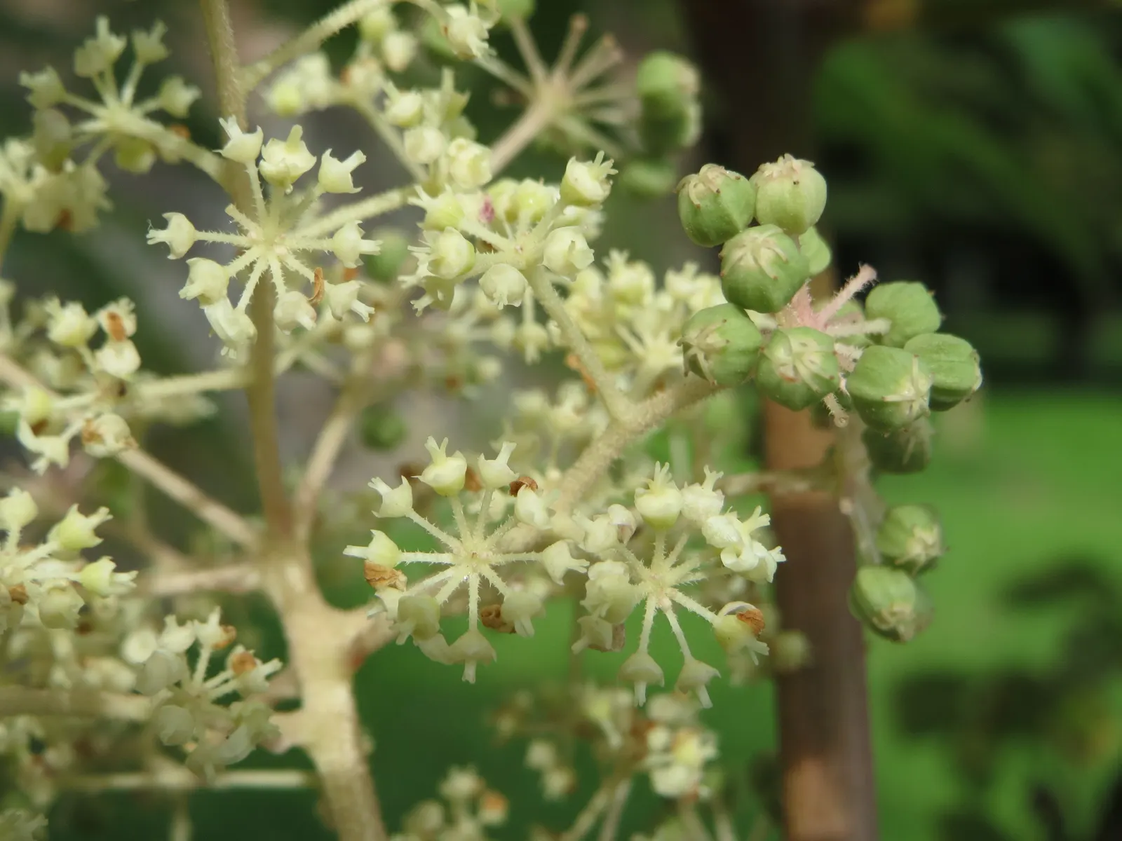 Japanese Aralia (Fatsia Japonica) — tropical flair to temperate regions