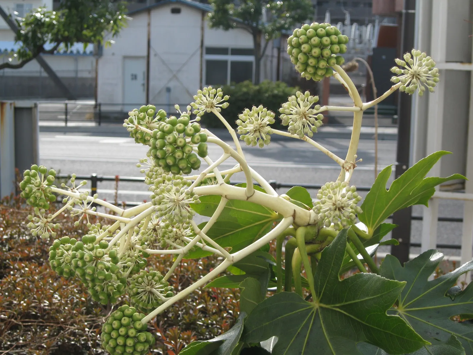 Japanese Aralia (Fatsia Japonica) — with lobes that give them a hand-like appearance