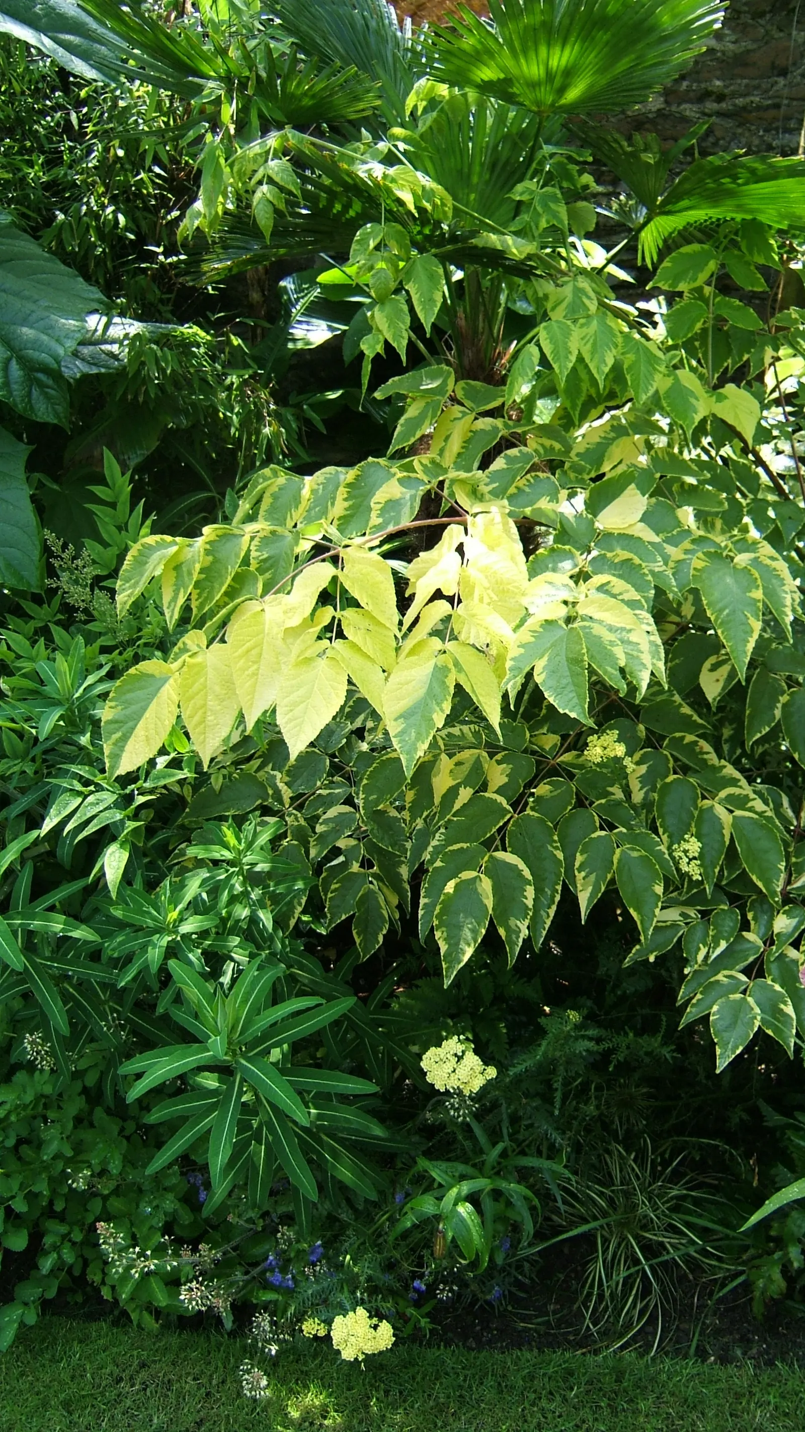 Japanese Aralia (Fatsia Japonica) — Fatsia japonica thrives in a sheltered location with well-drained; it should be watered regularly to maintain, image 65