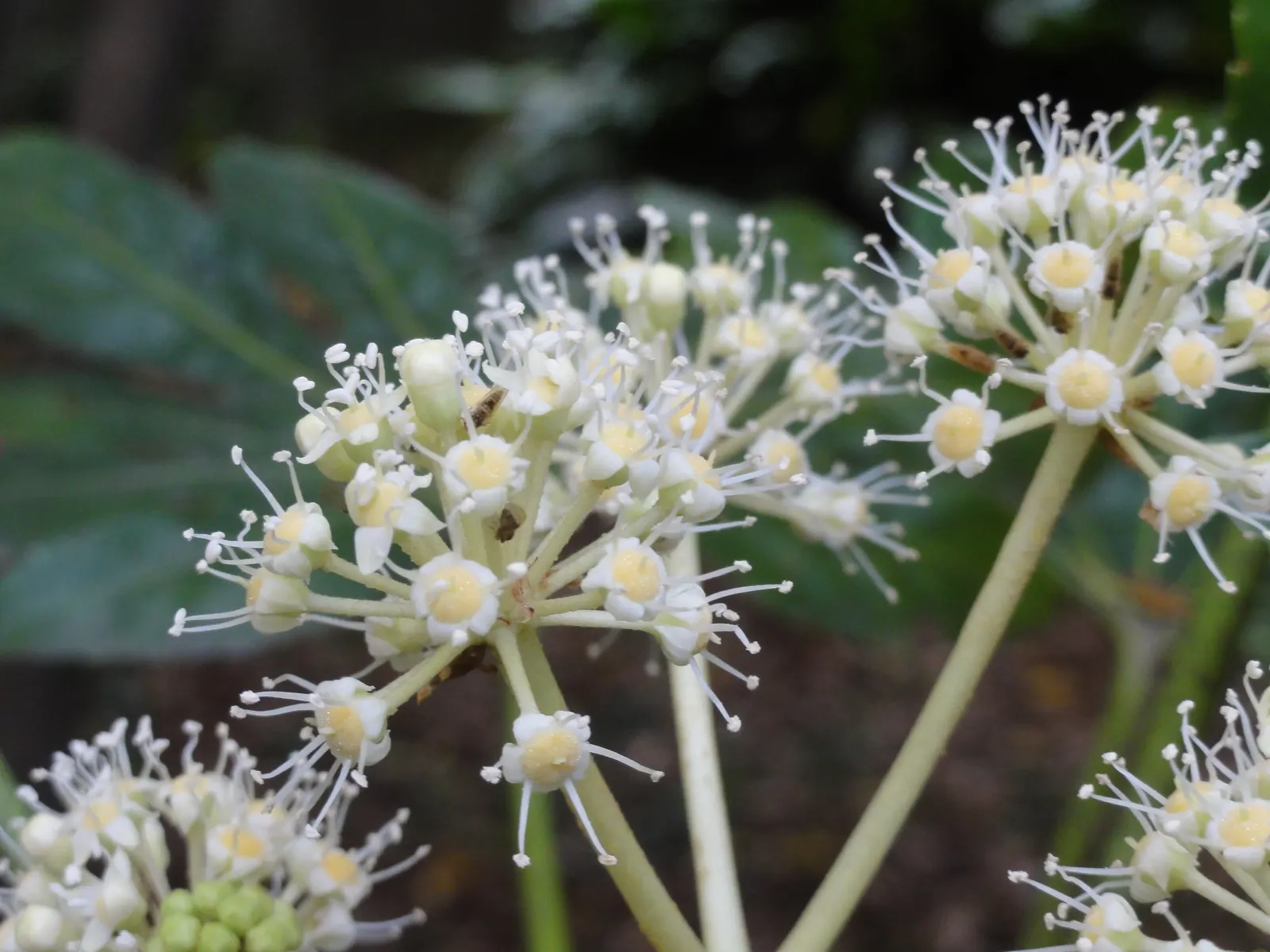 Japanese Aralia (Fatsia Japonica) — humus-rich soil; it can tolerate some urban pollution as well.<br><br>For care; thrives in part to full shade, image 66