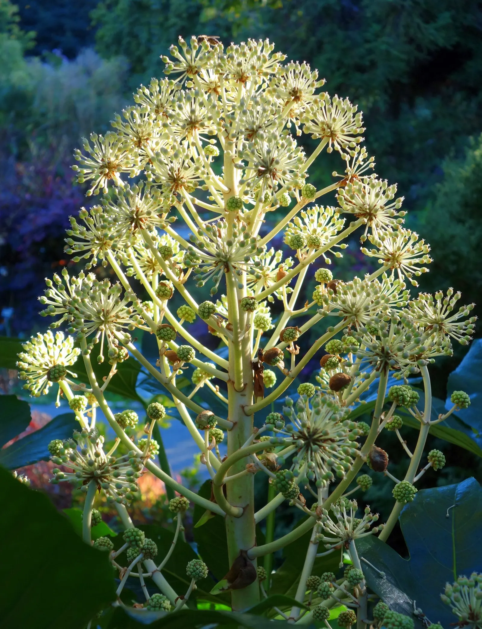 Japanese Aralia (Fatsia Japonica) — The Japanese Aralia, or Fatsia japonica, is an evergreen shrub that reaches 6 to 10 feet high and wide; its, image 145
