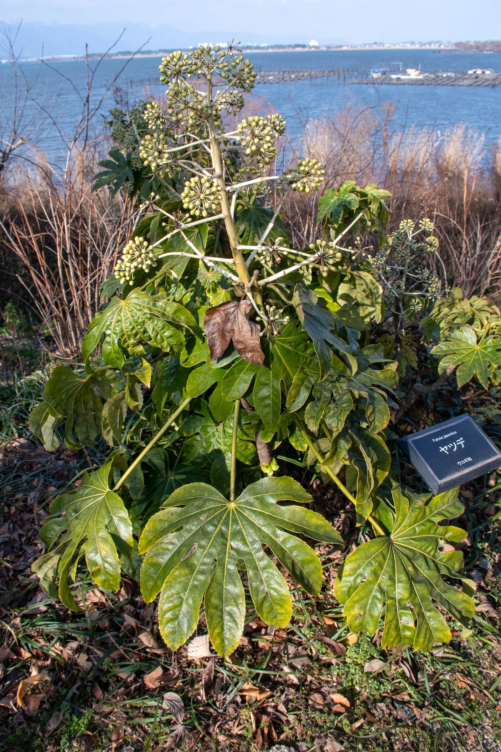 Japanese Aralia (Fatsia Japonica) — Fatsia japonica thrives in a sheltered location with well-drained; it should be watered regularly to maintain evenly moist