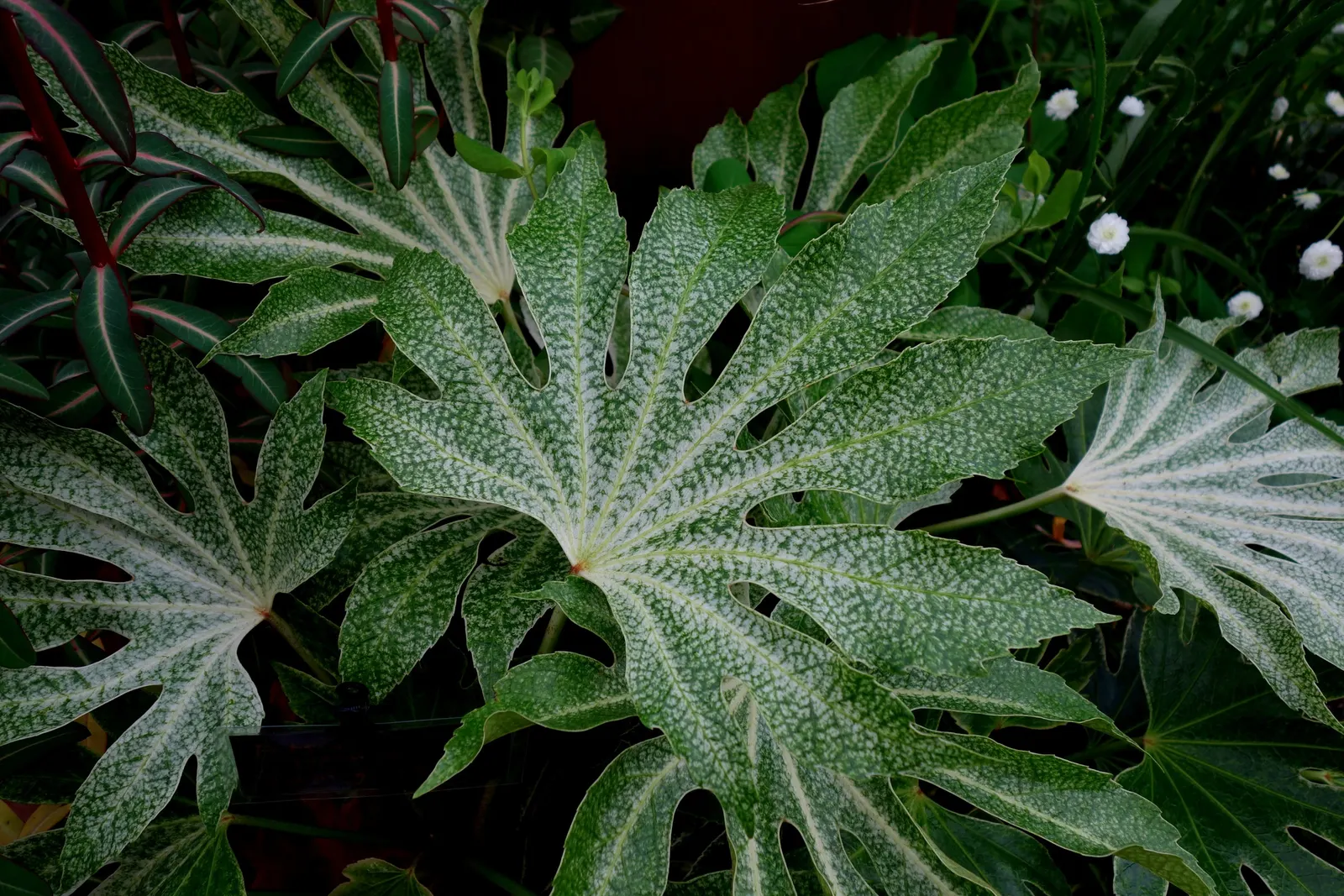 Japanese Aralia (Fatsia Japonica) — Fatsia japonica thrives in a sheltered location with well-drained