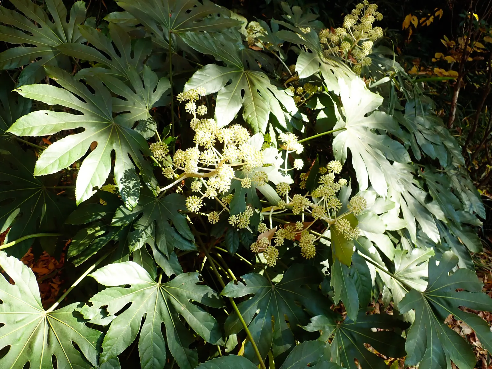 Japanese Aralia (Fatsia Japonica) — commonly known as the Japanese Aralia; these are followed by black, non-edible berries that provide winter interest