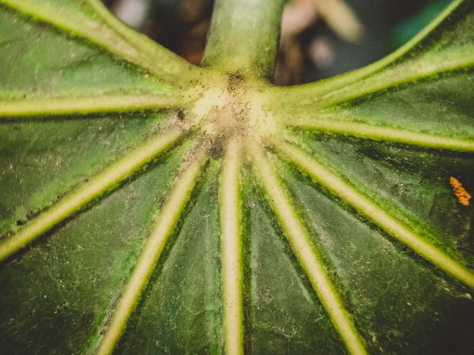 Japanese Aralia (Fatsia Japonica) — Thrives in part to full shade and well-drained soil; humus-rich soil; it can tolerate some urban pollution as, image 51