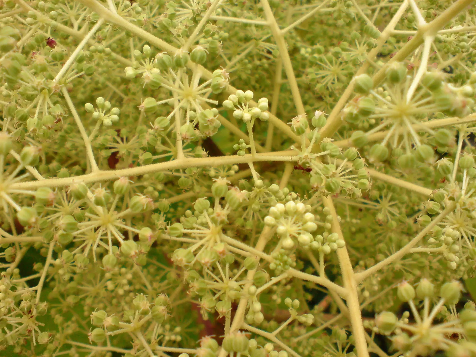Japanese Aralia (Fatsia Japonica) — Its bold texture creates a tropical effect; the Japanese Aralia, or Fatsia japonica, is an evergreen shrub that reaches 6