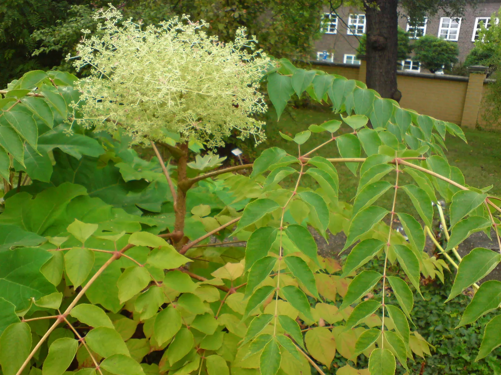 Japanese Aralia (Fatsia Japonica) — humus-rich soil; it can tolerate some urban pollution as well.<br><br>For care; thrives in part to full shade and