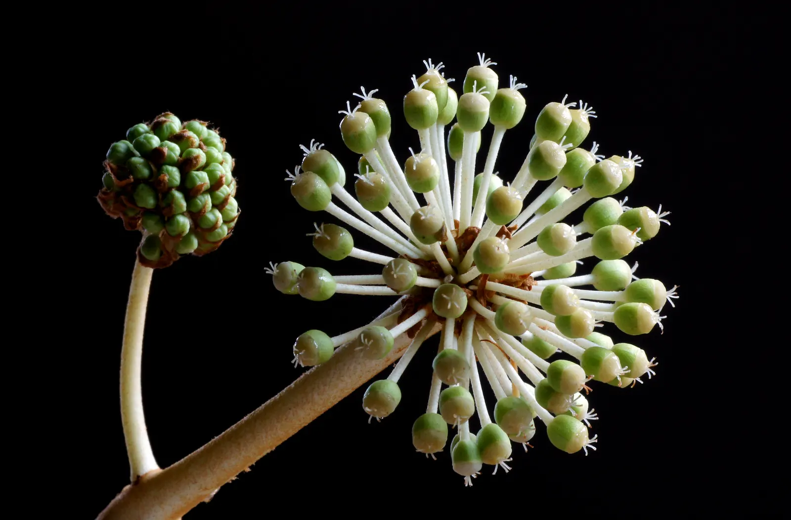 Japanese Aralia (Fatsia Japonica) — shrub with white blooms