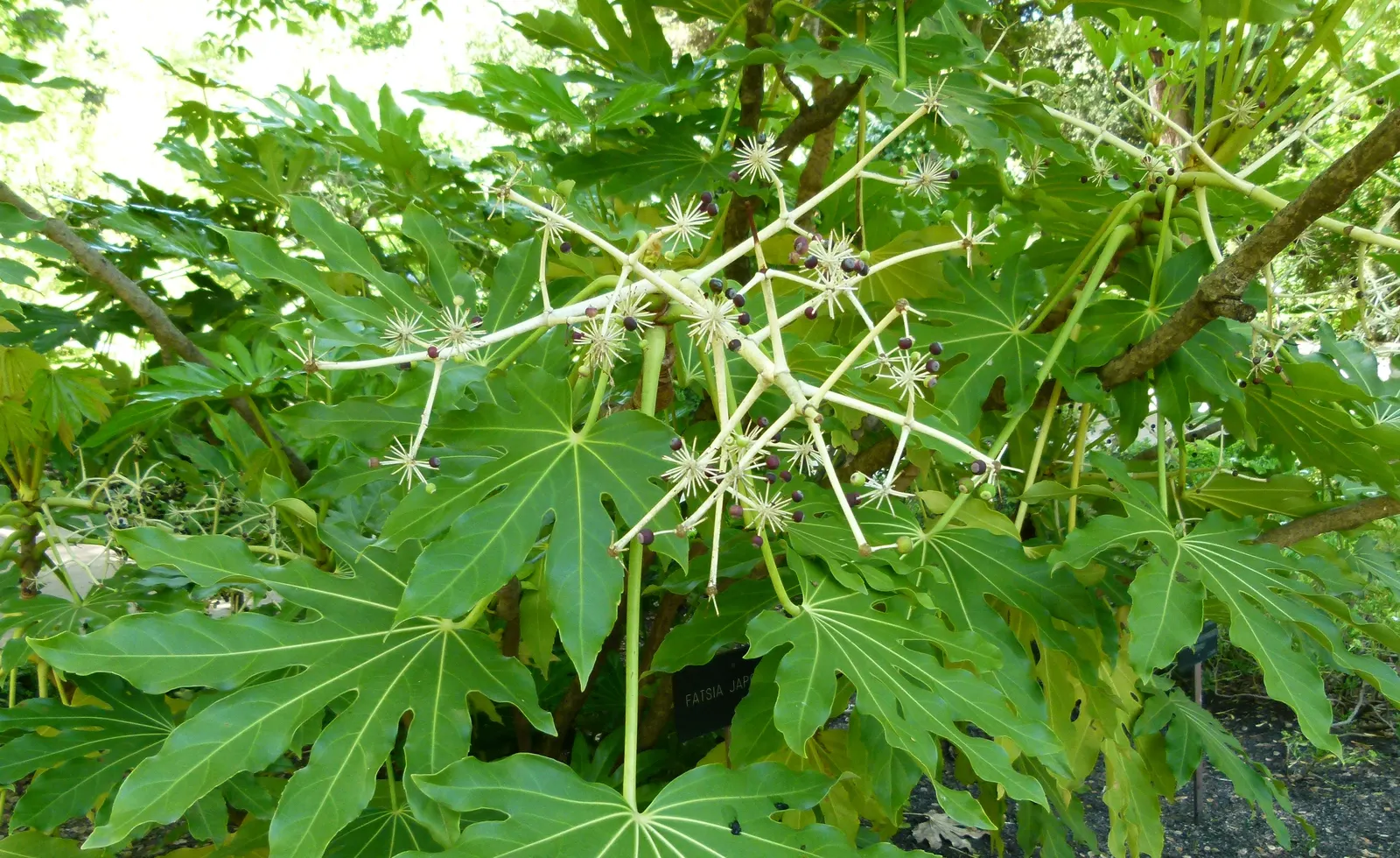 Japanese Aralia (Fatsia Japonica) — ideal for understory plantings or as a focal point in a shady garden design; this plant is perfect for a landscape design