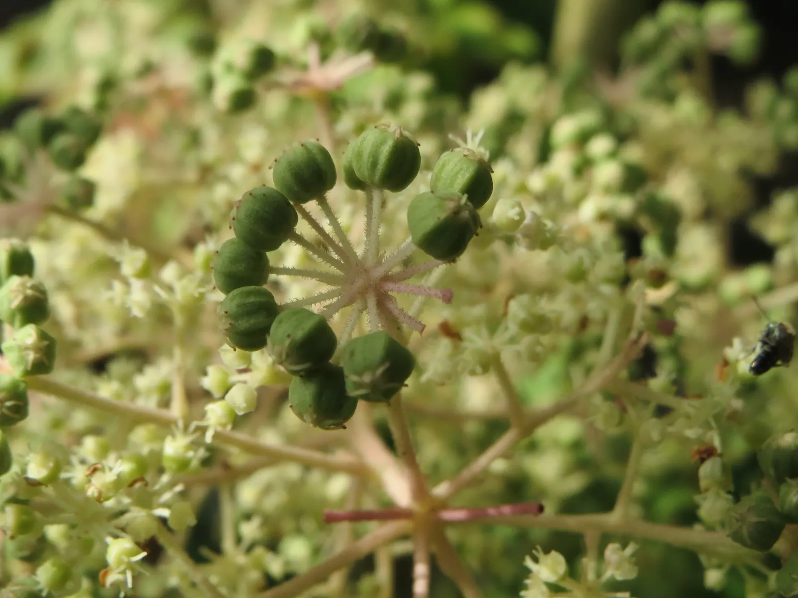 Japanese Aralia (Fatsia Japonica) — is a versatile and striking evergreen shrub native to southern Japan and South Korea; white flowers in the, image 127