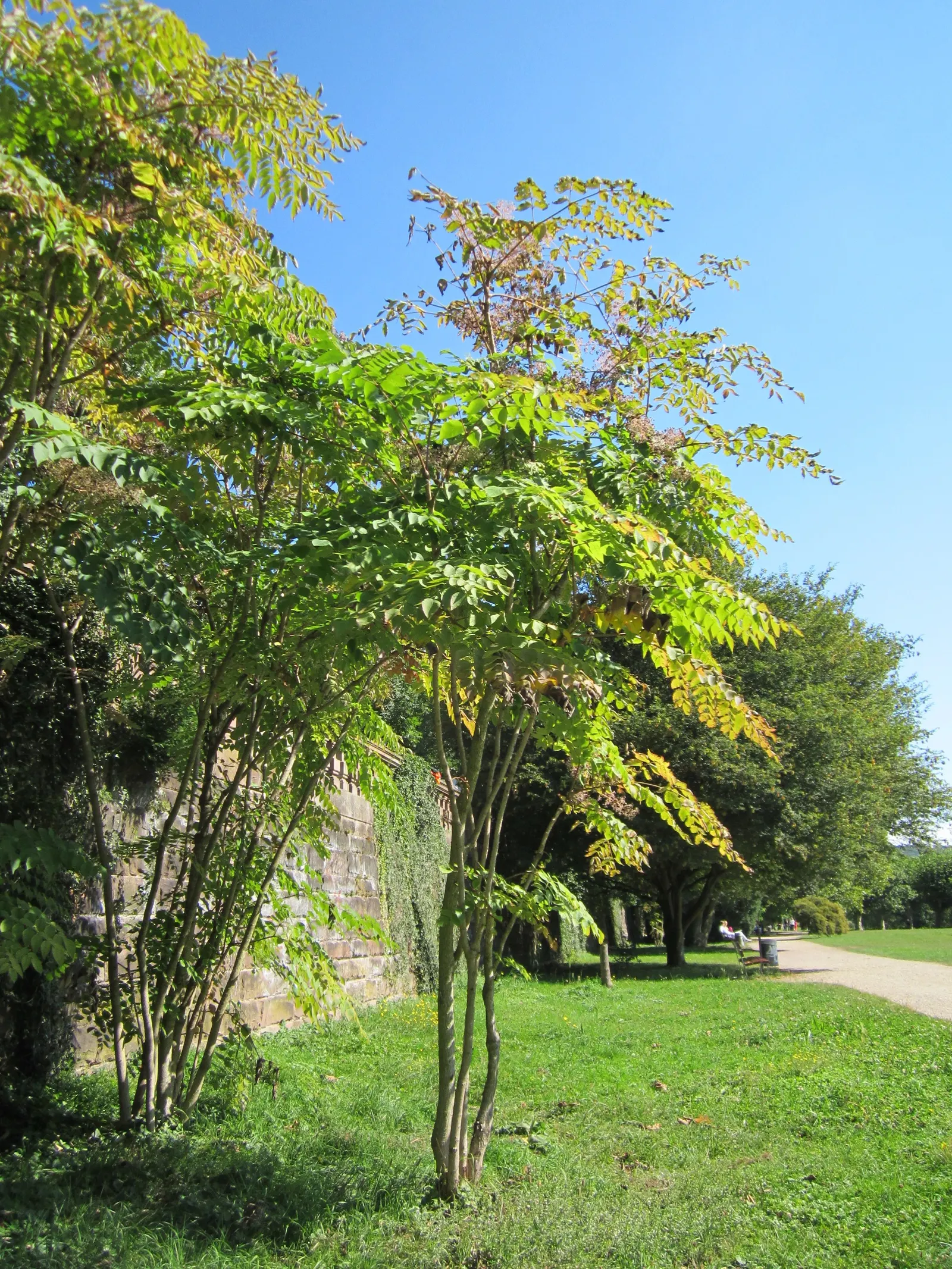 Japanese Aralia (Fatsia Japonica) — These leaves extend from the plant on sturdy stems; shrub with white blooms, image 110