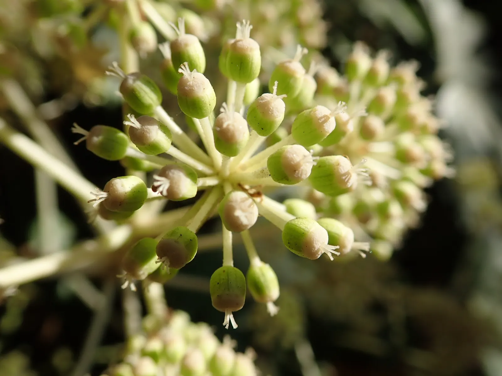 Japanese Aralia (Fatsia Japonica) — Fatsia japonica thrives in a sheltered location with well-drained; it should be watered regularly to maintain, image 113