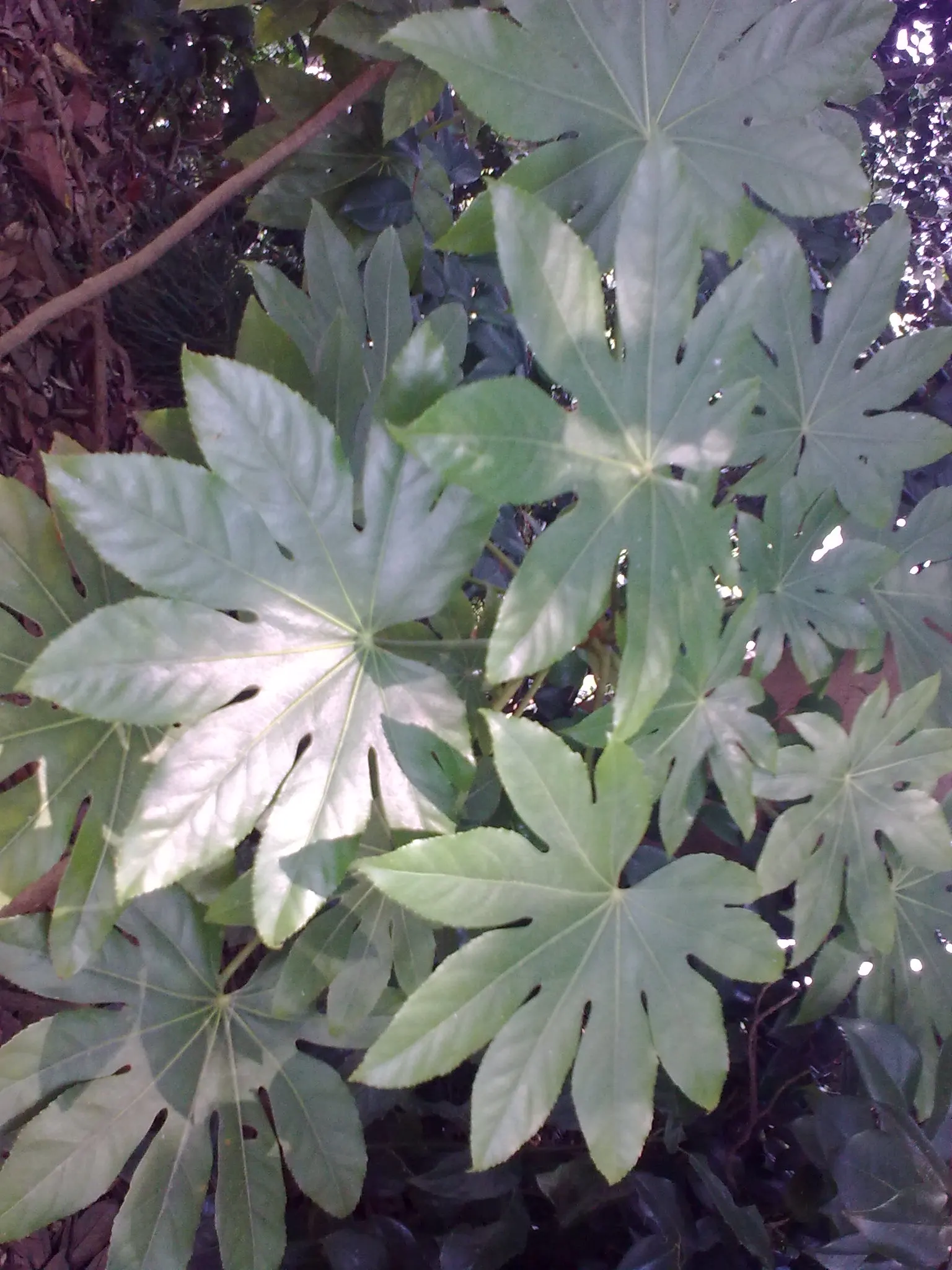 Japanese Aralia (Fatsia Japonica) — These leaves extend from the plant on sturdy stems; shrub with white blooms, image 62