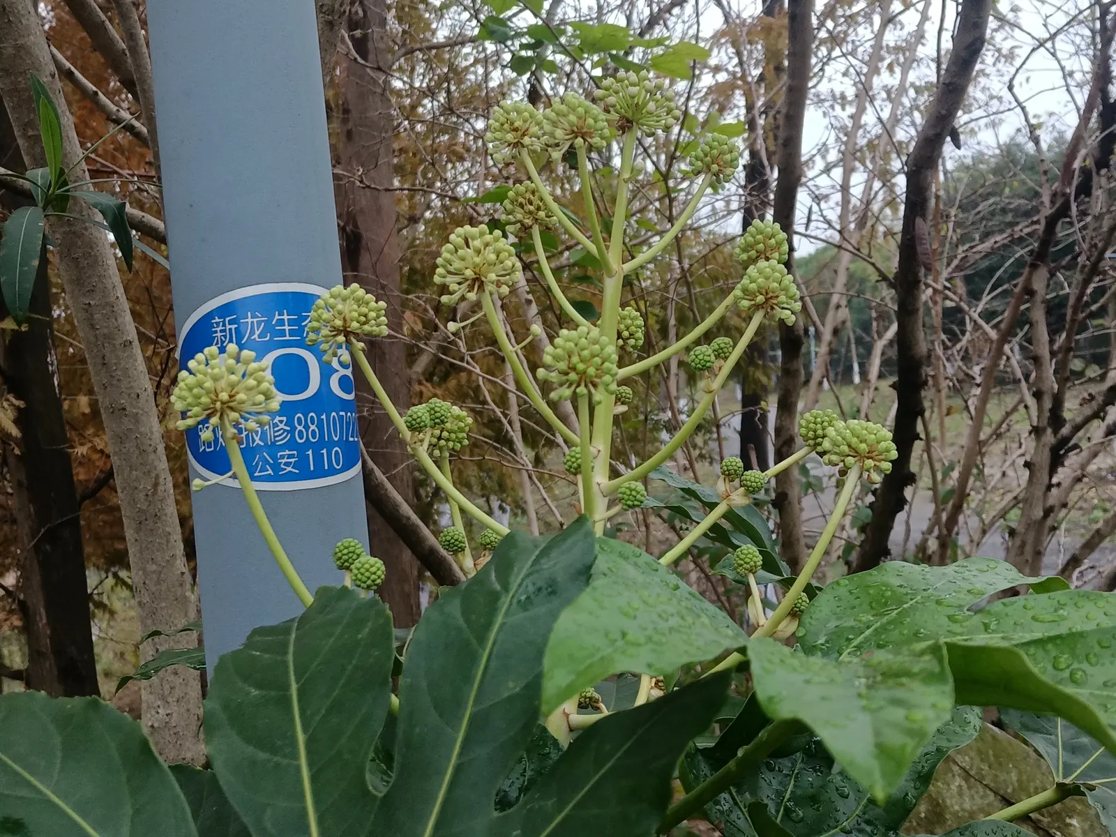 Japanese Aralia (Fatsia Japonica) — deeply lobed leaves up to 16 inches across and small creamy-white flowers in late fall; glossy leaves that can, image 74