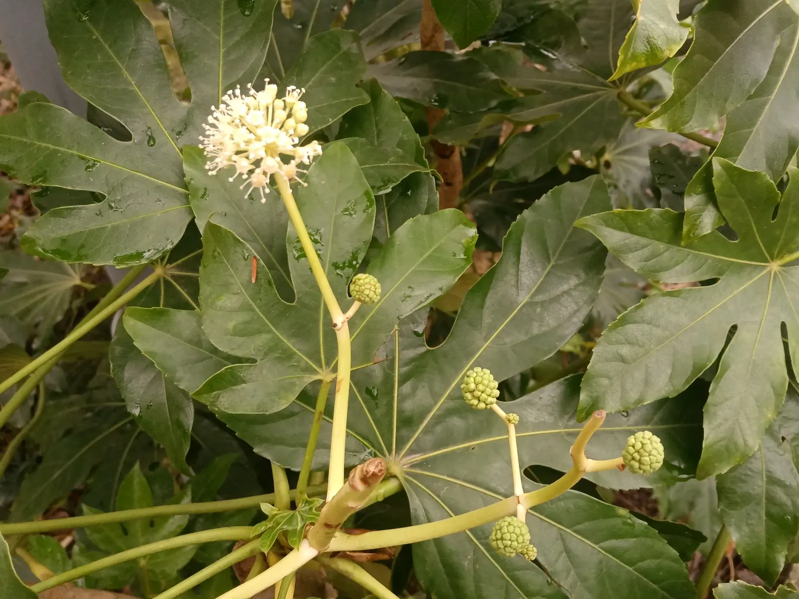 Japanese Aralia (Fatsia Japonica) — humus-rich soil; it can tolerate some urban pollution as well.<br><br>For care; thrives in part to full shade, image 114