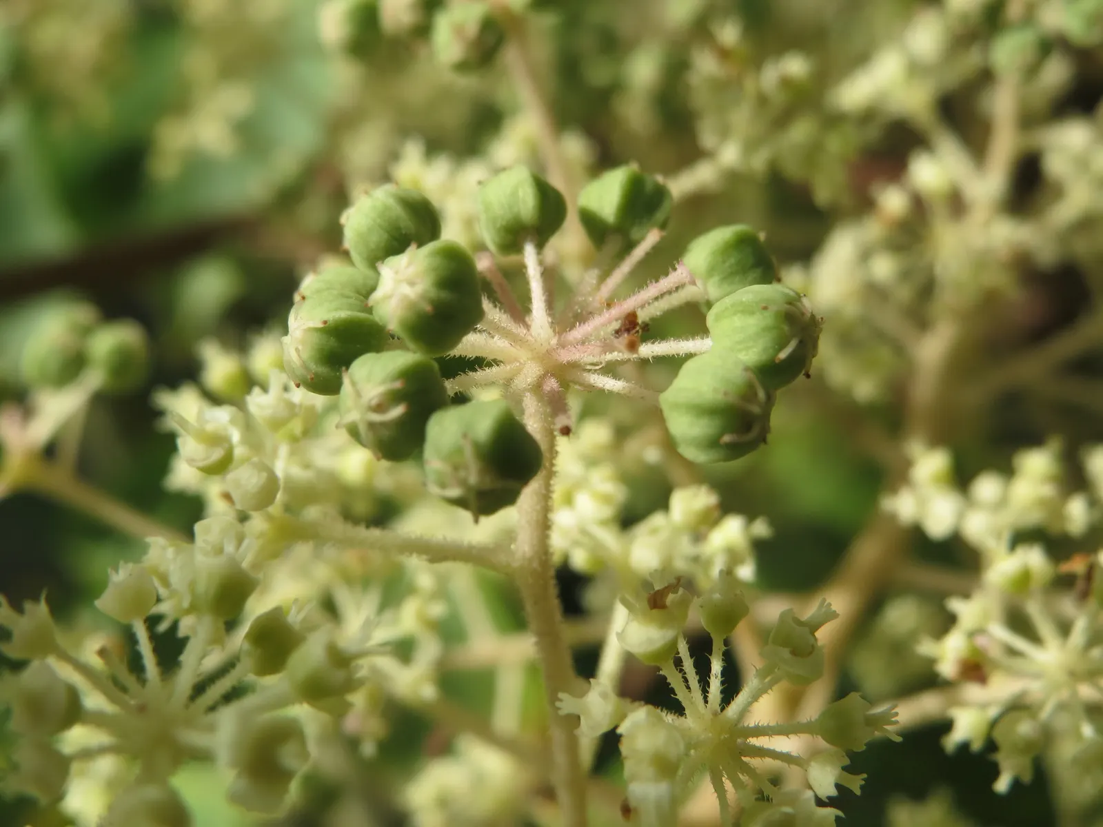 Japanese Aralia (Fatsia Japonica) — This plant is perfect for a landscape design that aims to add lush; ideal for understory plantings or as a, image 128