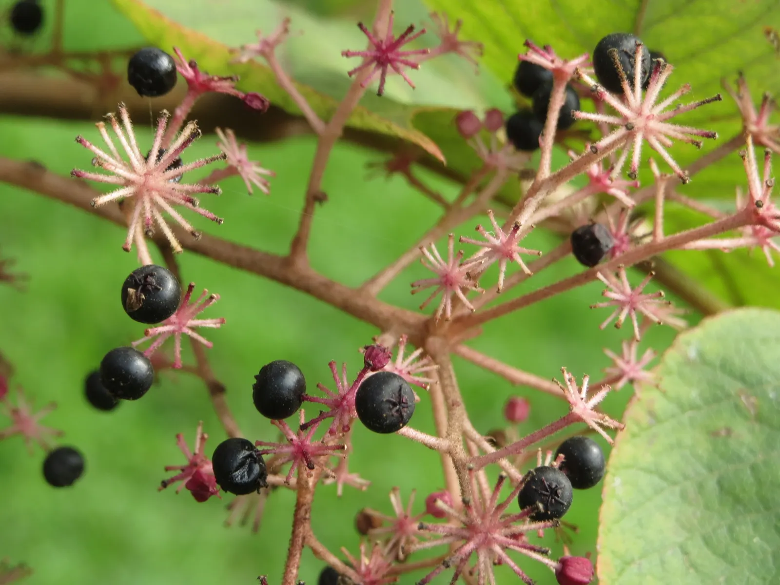 Japanese Aralia (Fatsia Japonica) — Thrives in part to full shade and well-drained soil; humus-rich soil; it can tolerate some urban pollution as, image 123
