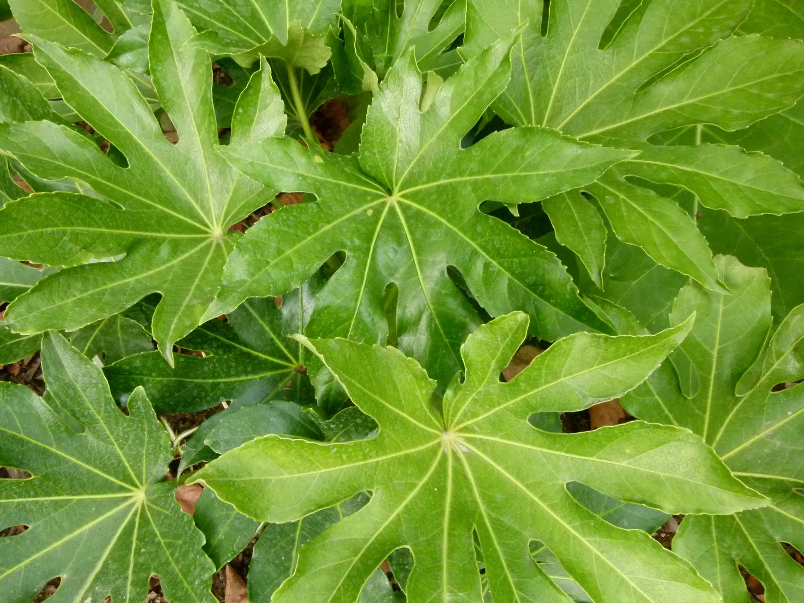 Japanese Aralia (Fatsia Japonica) — Ideally situated in part to full shade; creating an architectural statement