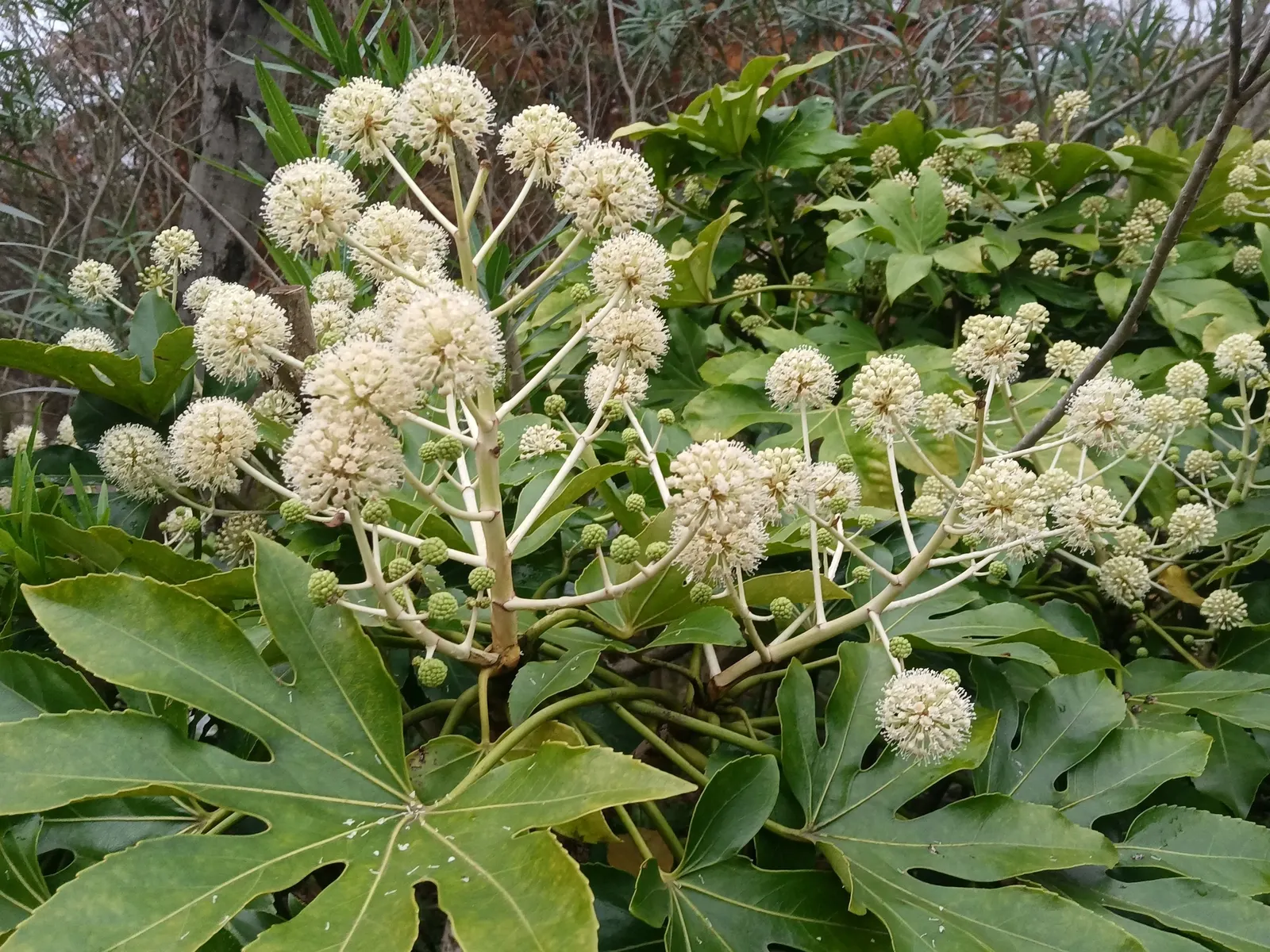 Japanese Aralia (Fatsia Japonica) — tropical flair to temperate regions; with lobes that give them a hand-like appearance, image 57