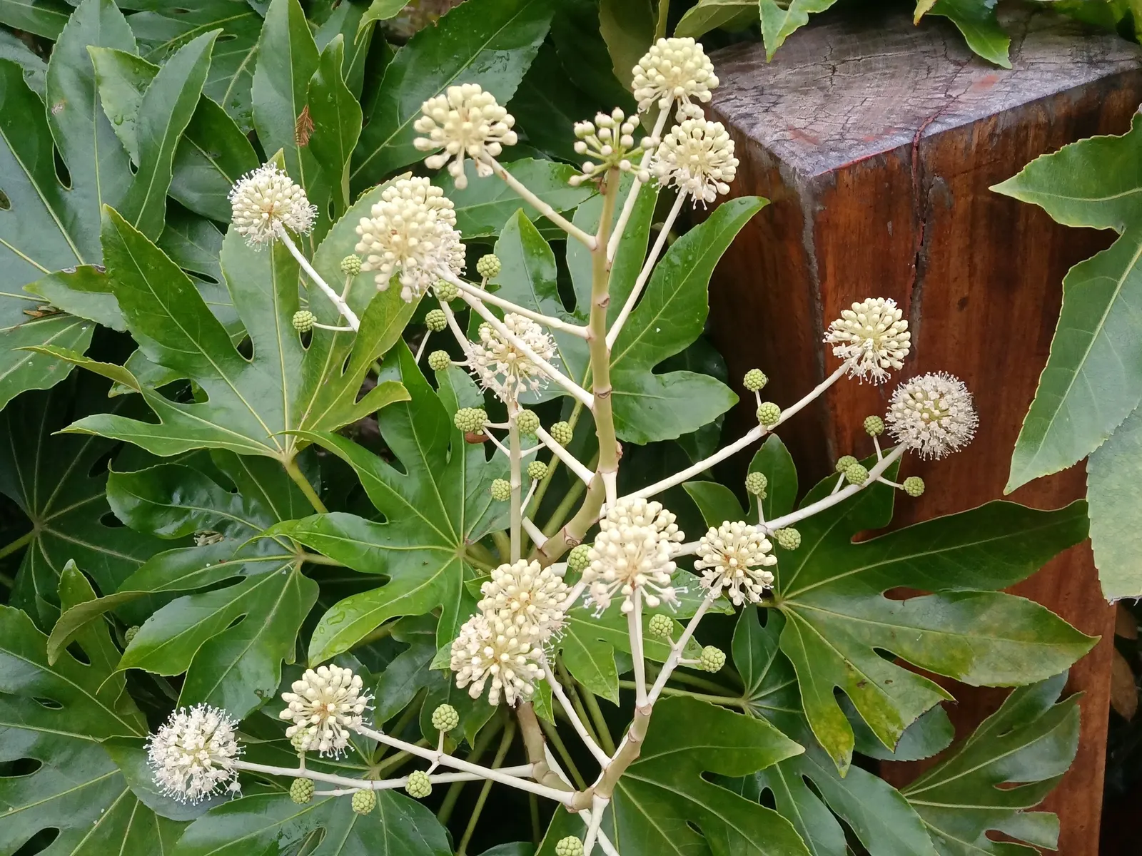 Japanese Aralia (Fatsia Japonica) — deeply lobed leaves up to 16 inches across and small creamy-white flowers in late fall; glossy leaves that can, image 50