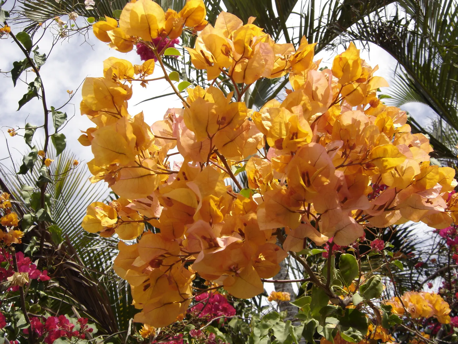 Orange King Bougainvillea (Bougainvillea 'Orange King') — The Bougainvillea 'Orange King' is a vibrant climber