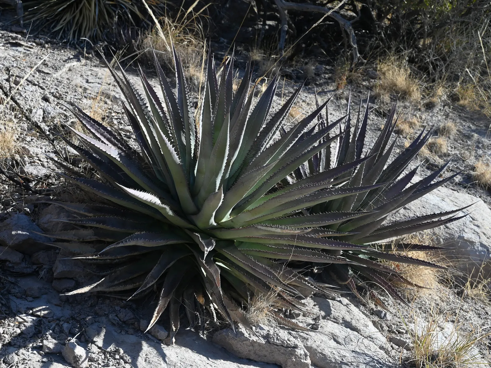 Arizona Agave (Agave Arizonica) — the Arizona Agave reaches a mature size of about 1 to 2 feet in height and approximately 2 to 3 feet in width; shrub /