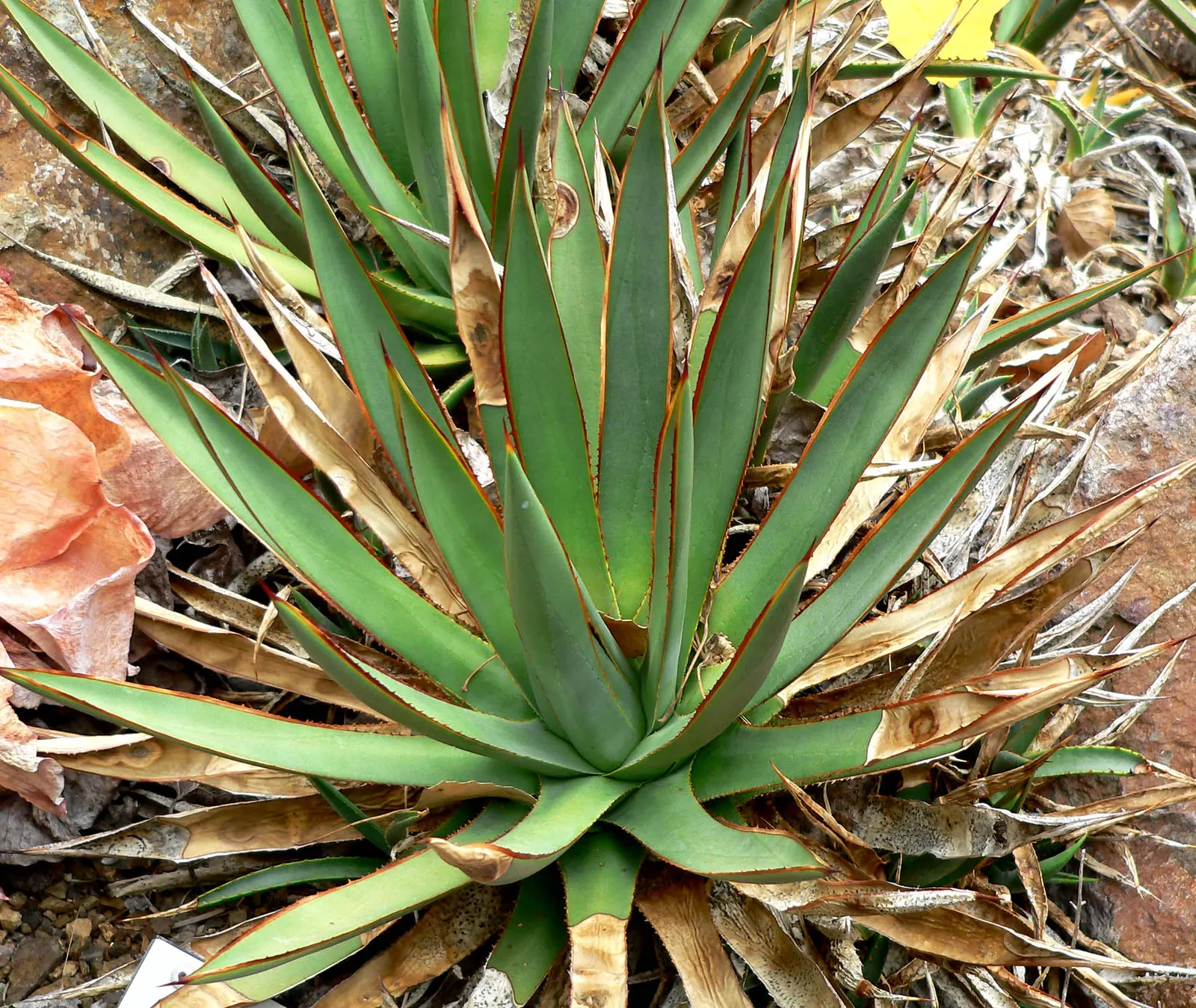 Arizona Agave (Agave Arizonica) — blue-green leaves with prominent spines along the margins